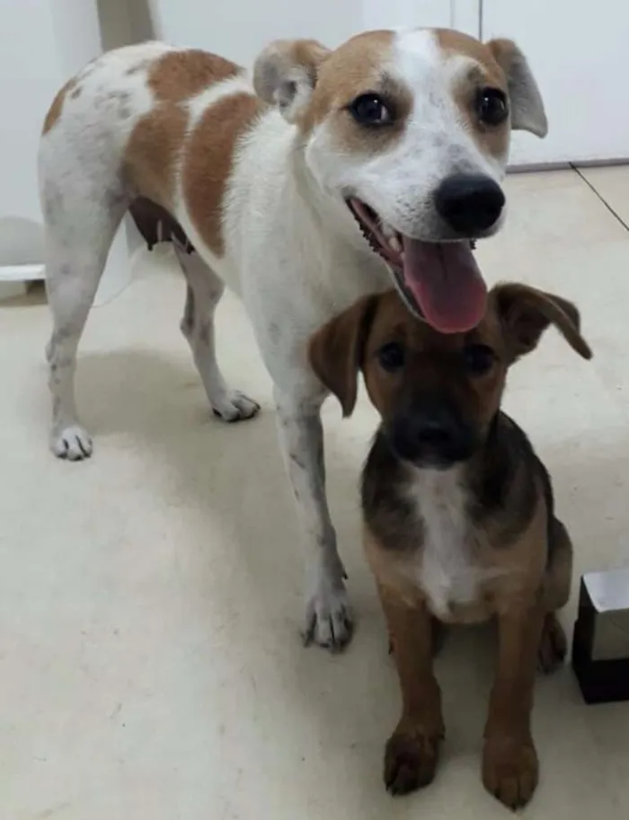 Cachorro ra a SRD idade 1 ano nome Sem Nome 