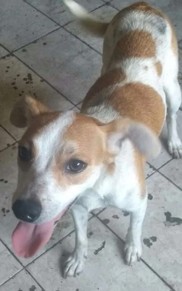 Cachorro ra a SRD idade 1 ano nome Sem Nome 