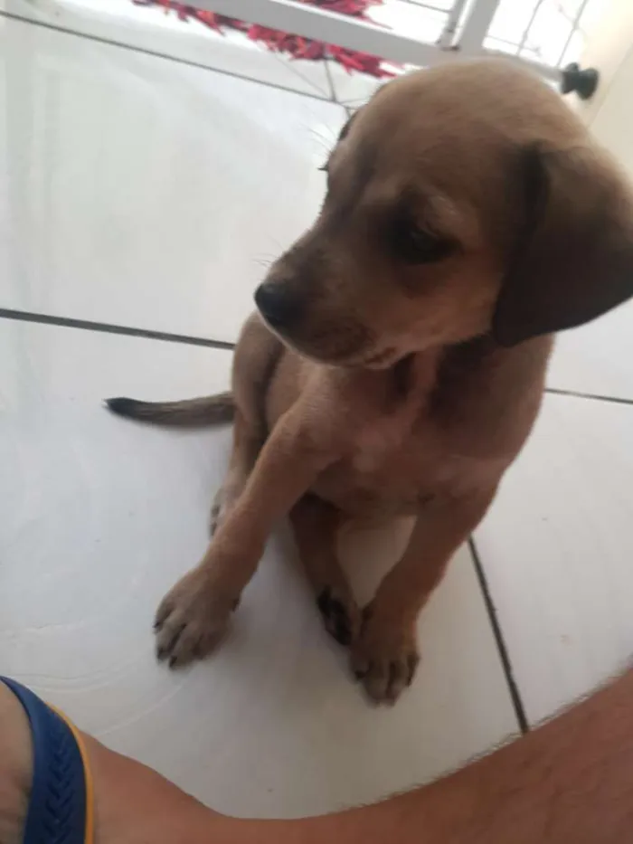Cachorro ra a Não definida idade 2 a 6 meses nome Lua