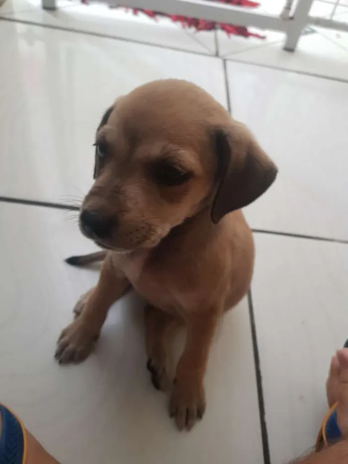 Cachorro ra a Não definida idade 2 a 6 meses nome Lua