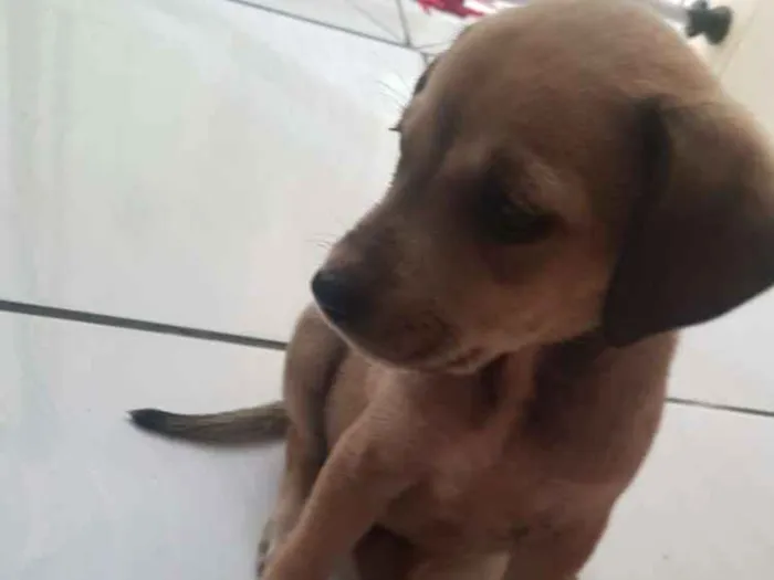 Cachorro ra a Não definida idade 2 a 6 meses nome Lua