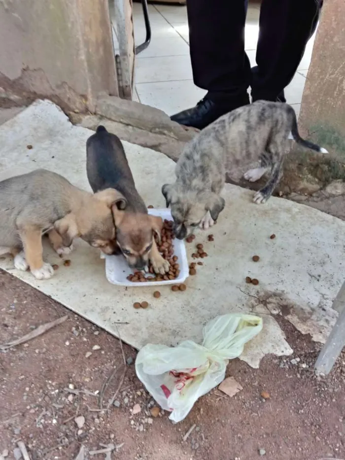 Cachorro ra a SRD idade Abaixo de 2 meses nome Meninas