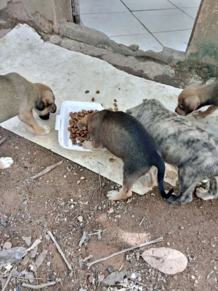 Cachorro ra a SRD idade Abaixo de 2 meses nome Meninas