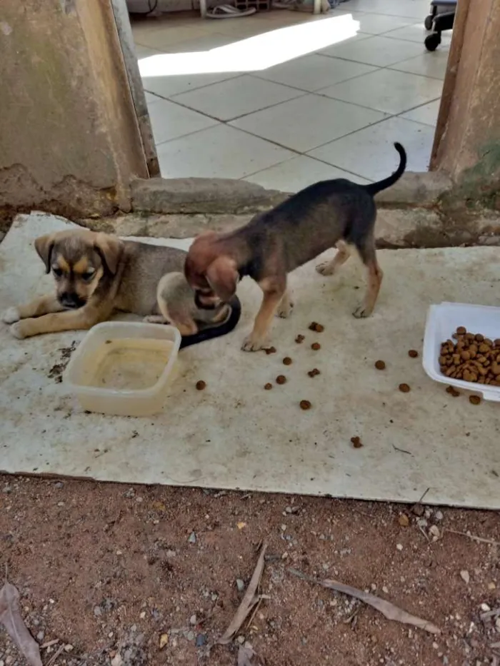 Cachorro ra a SRD idade Abaixo de 2 meses nome Meninas