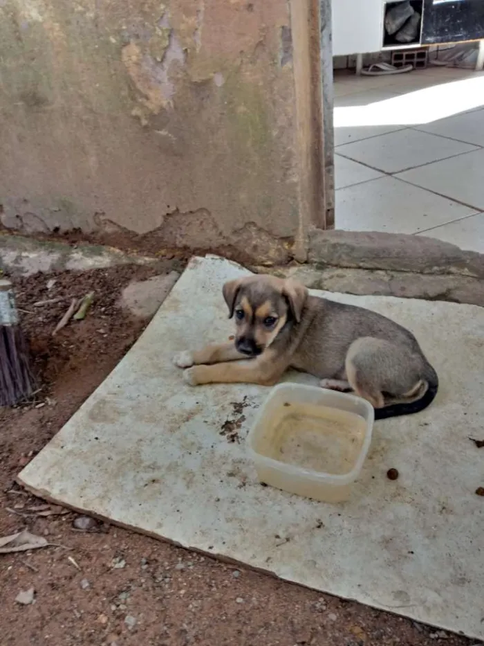 Cachorro ra a SRD idade Abaixo de 2 meses nome Meninas