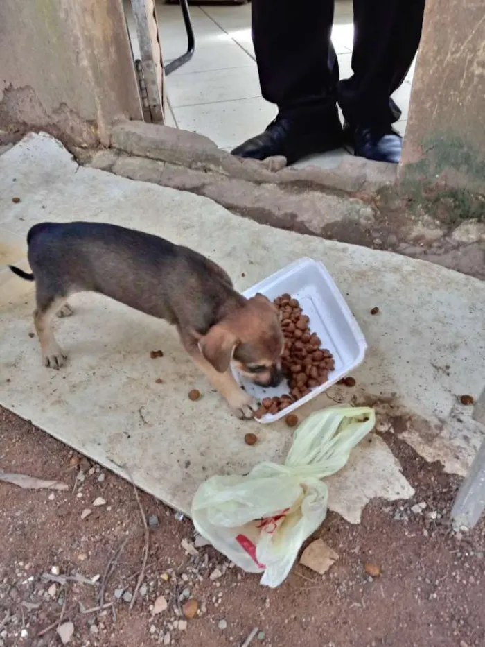 Cachorro ra a SRD idade Abaixo de 2 meses nome Meninas