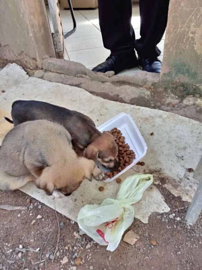 Cachorro ra a SRD idade Abaixo de 2 meses nome Meninas