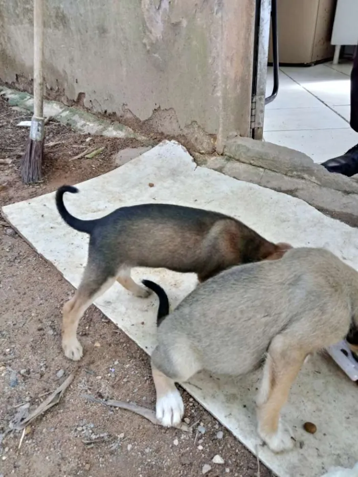 Cachorro ra a SRD idade Abaixo de 2 meses nome Meninas