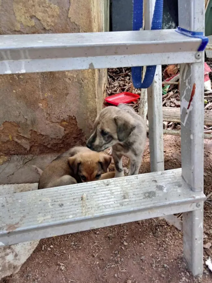 Cachorro ra a SRD idade Abaixo de 2 meses nome Meninas