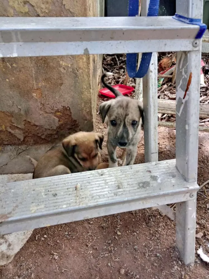 Cachorro ra a SRD idade Abaixo de 2 meses nome Meninas