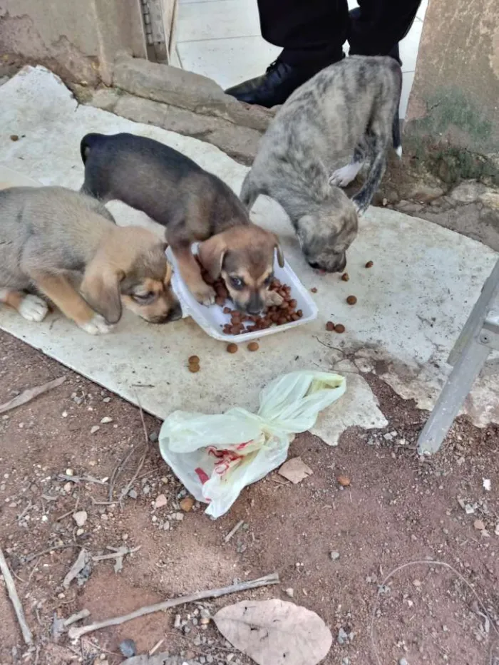 Cachorro ra a SRD idade Abaixo de 2 meses nome Meninas