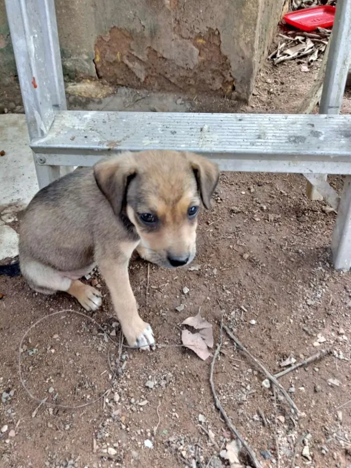 Cachorro ra a SRD idade Abaixo de 2 meses nome Meninas