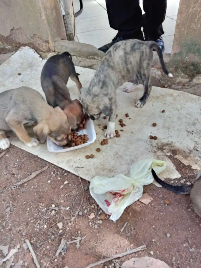 Cachorro ra a SRD idade Abaixo de 2 meses nome Meninas