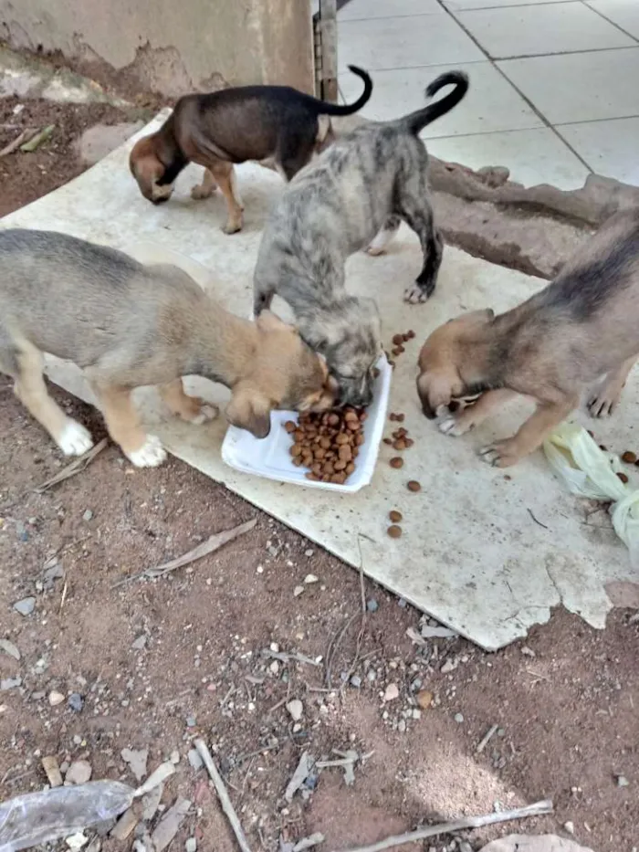 Cachorro ra a SRD idade Abaixo de 2 meses nome Meninas