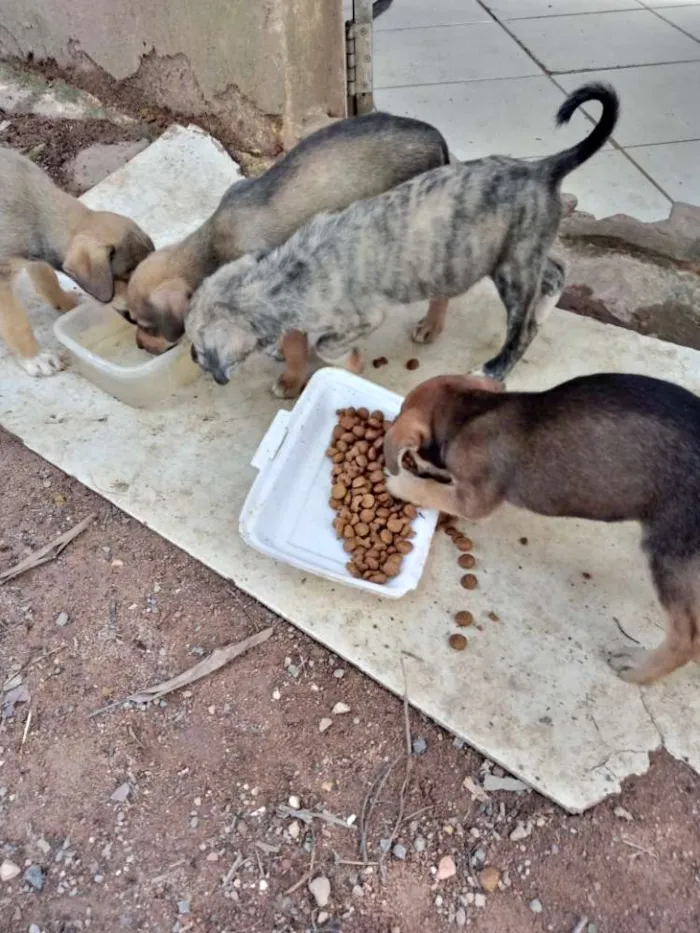 Cachorro ra a SRD idade Abaixo de 2 meses nome Meninas