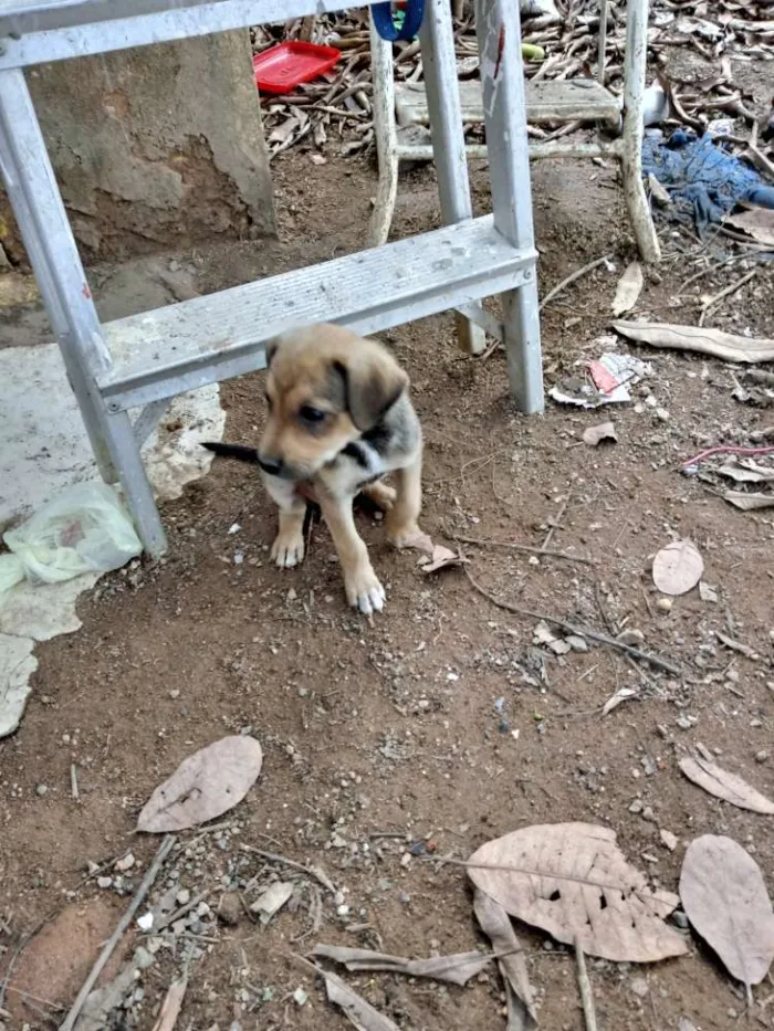 Cachorro ra a SRD idade Abaixo de 2 meses nome Meninas