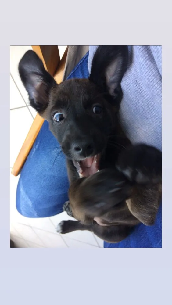 Cachorro ra a Vira lata  idade 7 a 11 meses nome Gilda
