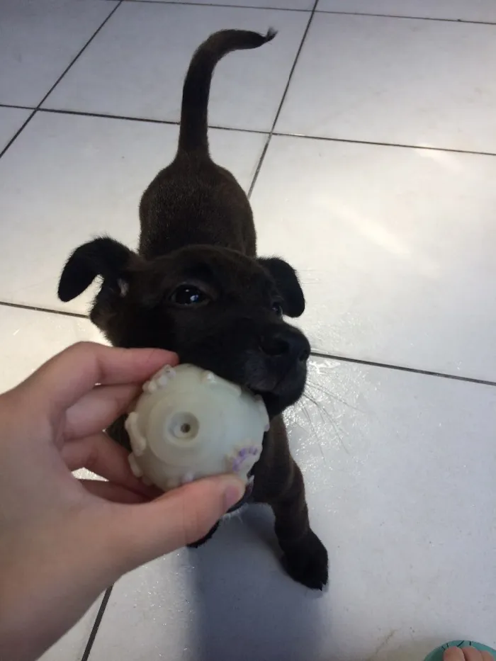 Cachorro ra a Vira lata  idade 7 a 11 meses nome Gilda