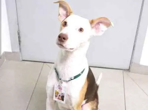Cachorro ra a SRD idade 1 ano nome Fred