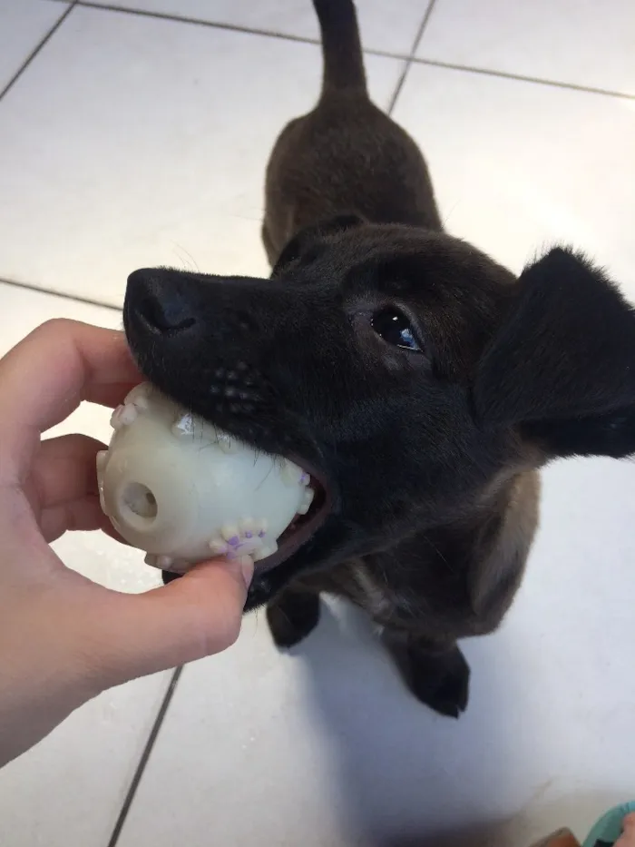 Cachorro ra a Vira lata  idade 7 a 11 meses nome Gilda