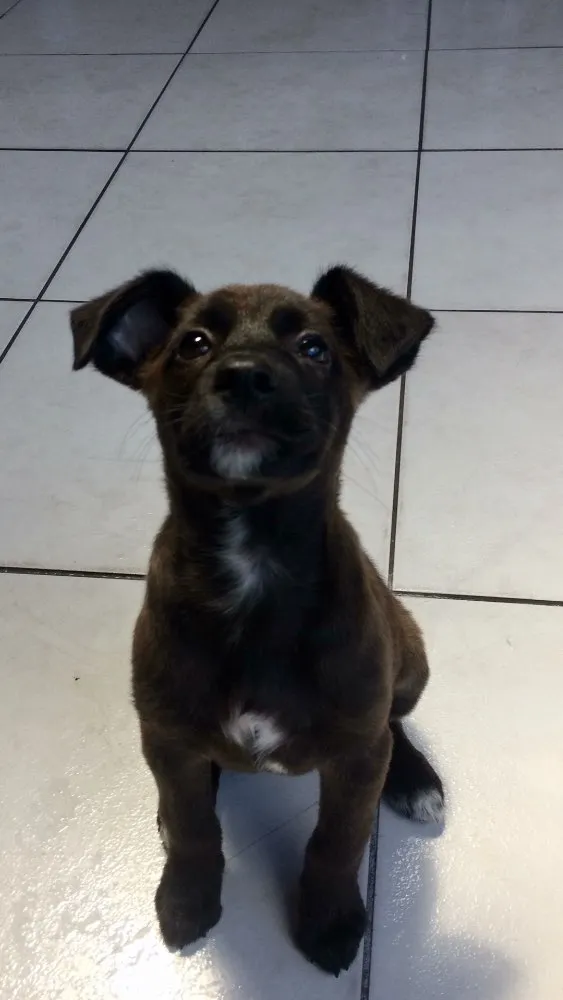 Cachorro ra a Vira lata  idade 7 a 11 meses nome Gilda