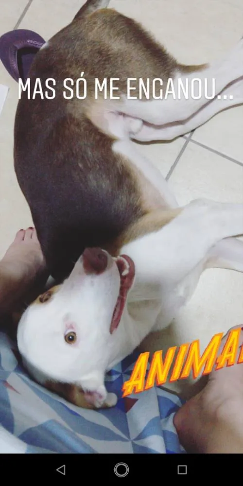 Cachorro ra a SRD idade 1 ano nome Fred