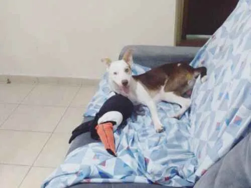 Cachorro ra a SRD idade 1 ano nome Fred