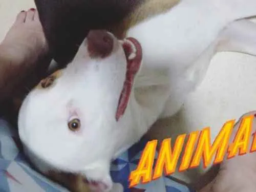 Cachorro ra a SRD idade 1 ano nome Fred