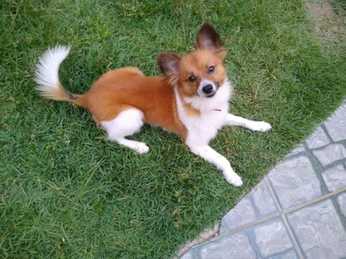 Cachorro ra a  idade  nome Flip