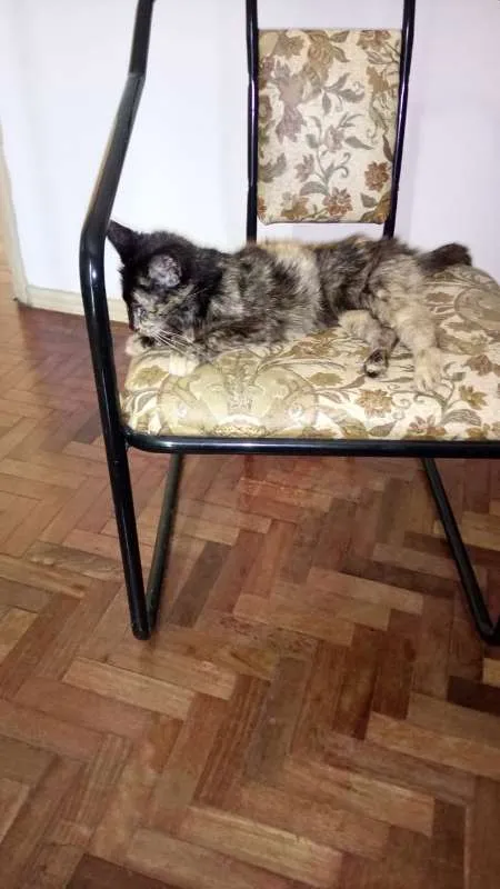 Gato ra a Não sei idade 6 ou mais anos nome Pucuia