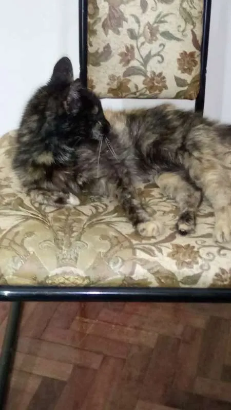 Gato ra a Não sei idade 6 ou mais anos nome Pucuia