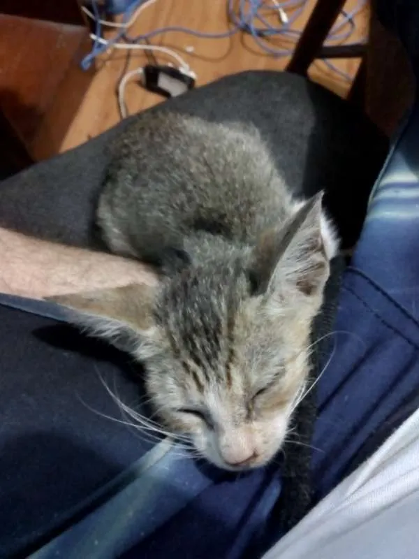 Gato ra a  idade Abaixo de 2 meses nome Charlotte
