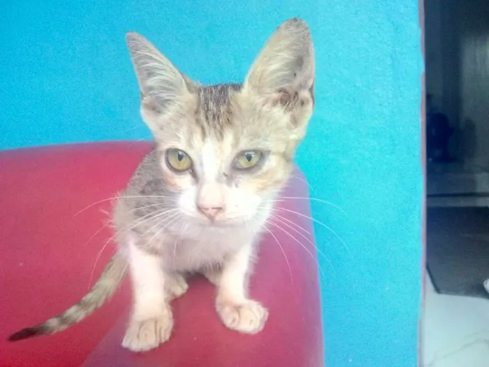 Gato ra a  idade Abaixo de 2 meses nome Charlotte