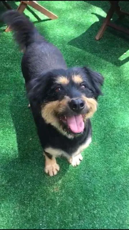 Cachorro ra a Mix de Bernse idade 6 ou mais anos nome Pelúcio