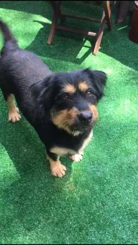 Cachorro ra a Mix de Bernse idade 6 ou mais anos nome Pelúcio