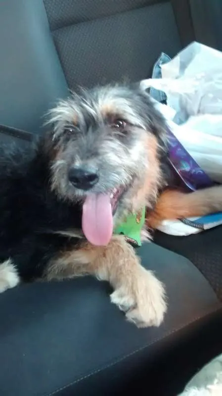 Cachorro ra a Mix de Poodle idade 3 anos nome Lucky