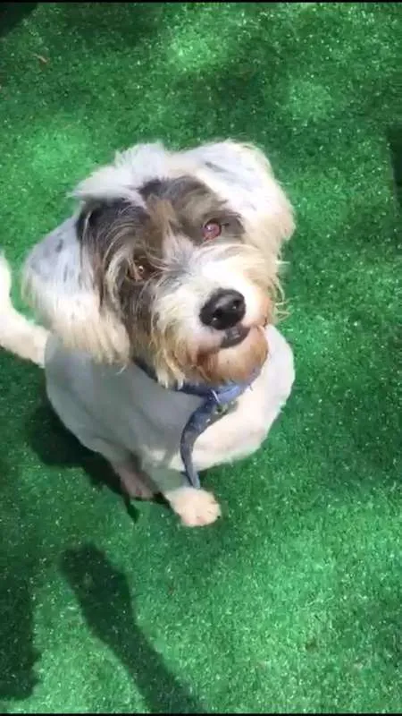 Cachorro ra a Mix de Poodle idade 4 anos nome Panda