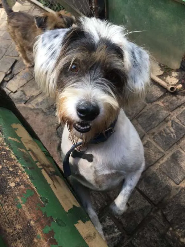 Cachorro ra a Mix de Poodle idade 4 anos nome Panda