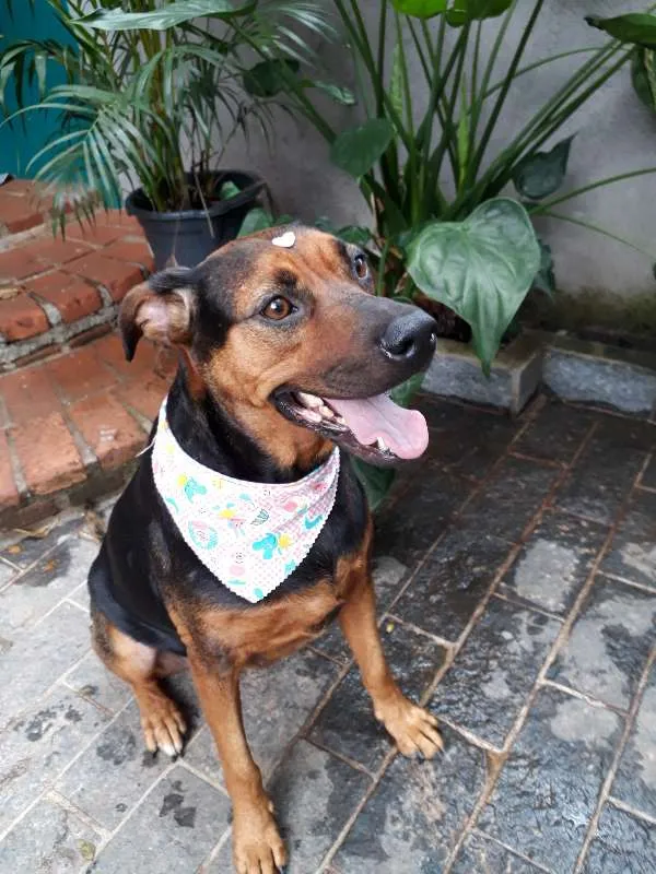 Cachorro ra a Mix Labrador X Pastor Alemão idade 4 anos nome Yumi