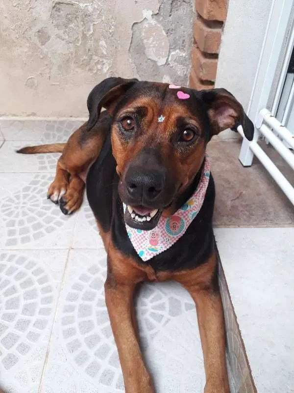 Cachorro ra a Mix Labrador X Pastor Alemão idade 4 anos nome Yumi