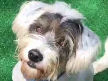 Cachorro ra a Mix de Poodle idade 4 anos nome Panda