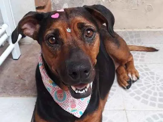 Cachorro ra a Mix Labrador X Pastor Alemão idade 4 anos nome Yumi