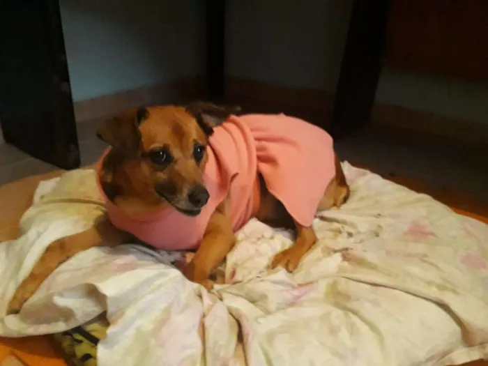 Cachorro ra a SRD idade 6 ou mais anos nome Amelie