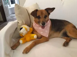 Cachorro raça SRD idade 6 ou mais anos nome Amelie