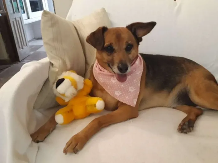 Cachorro ra a SRD idade 6 ou mais anos nome Amelie