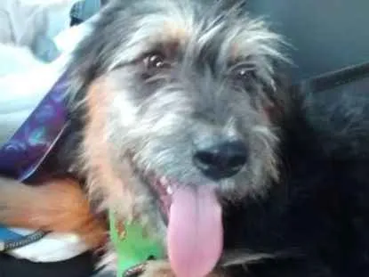 Cachorro ra a Mix de Poodle idade 3 anos nome Lucky