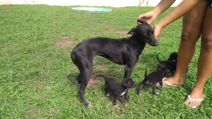 Cachorro raça Srd com whippet idade Abaixo de 2 meses nome Pretinhos