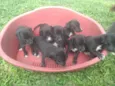 Pretinhos