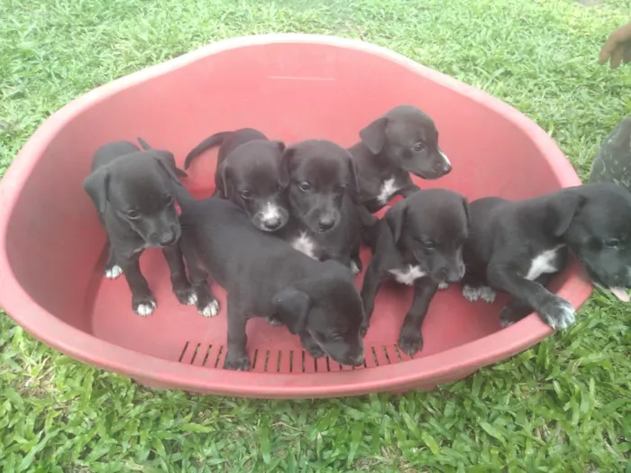 Cachorro raça Srd com whippet idade Abaixo de 2 meses nome Pretinhos