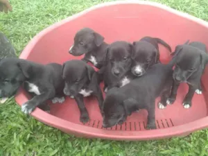 Cachorro raça Srd com whippet idade Abaixo de 2 meses nome Pretinhos